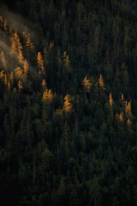 Sunlight bathes golden trees within a dark forest.